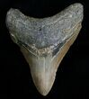 Bargain Megalodon Tooth #6995-1